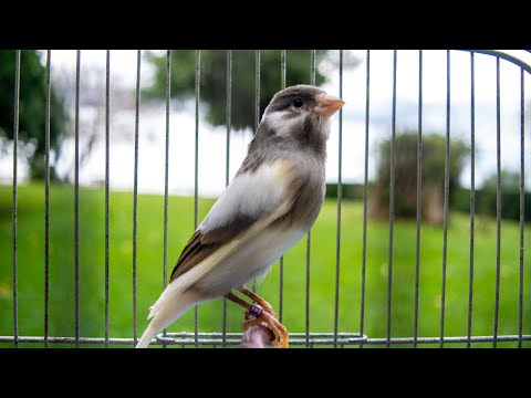 Canary singing video