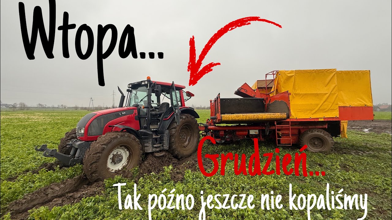 #889- Przegraliśmy z pogodą! Kopiemy przemarznięte ziemniaki. Gruba wpadka przy grudniowych zbiorach