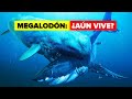 ¿El Tiburón Megalodón Aún Vive?