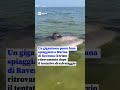 Un gigantesco pesce luna spiaggiato a Marina di Ravenna: il triste ritrovamento.