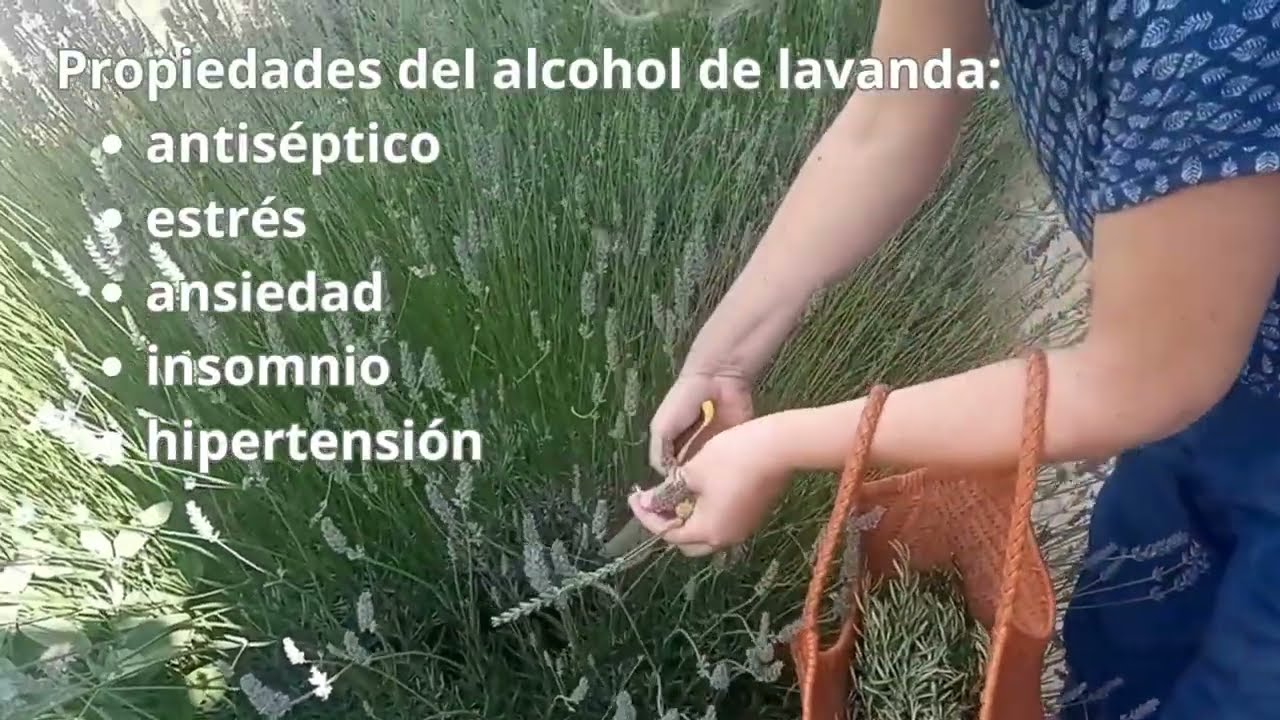 Hacemos alcohol de lavanda y romero