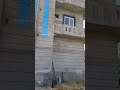 Site complete|| home decoration ideas #furniturehelpvideo