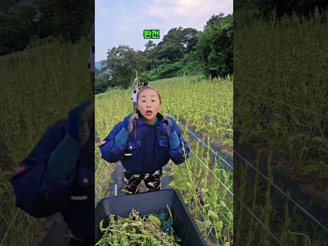 참깨수확 시원하게 하는법 #시시즈 #SISIZ #쿨조끼 #바람나오는작업복 #들깨아줌마