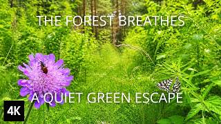 The Quiet Green Forest 8 Hours of Soft Nature Ambience screenshot 2