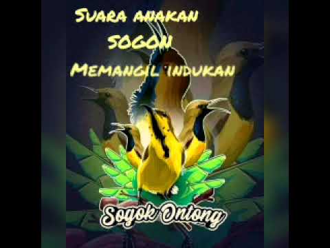 Suara anakan Sogon memanggil indukan || Ampuh untuk pikat !!!
