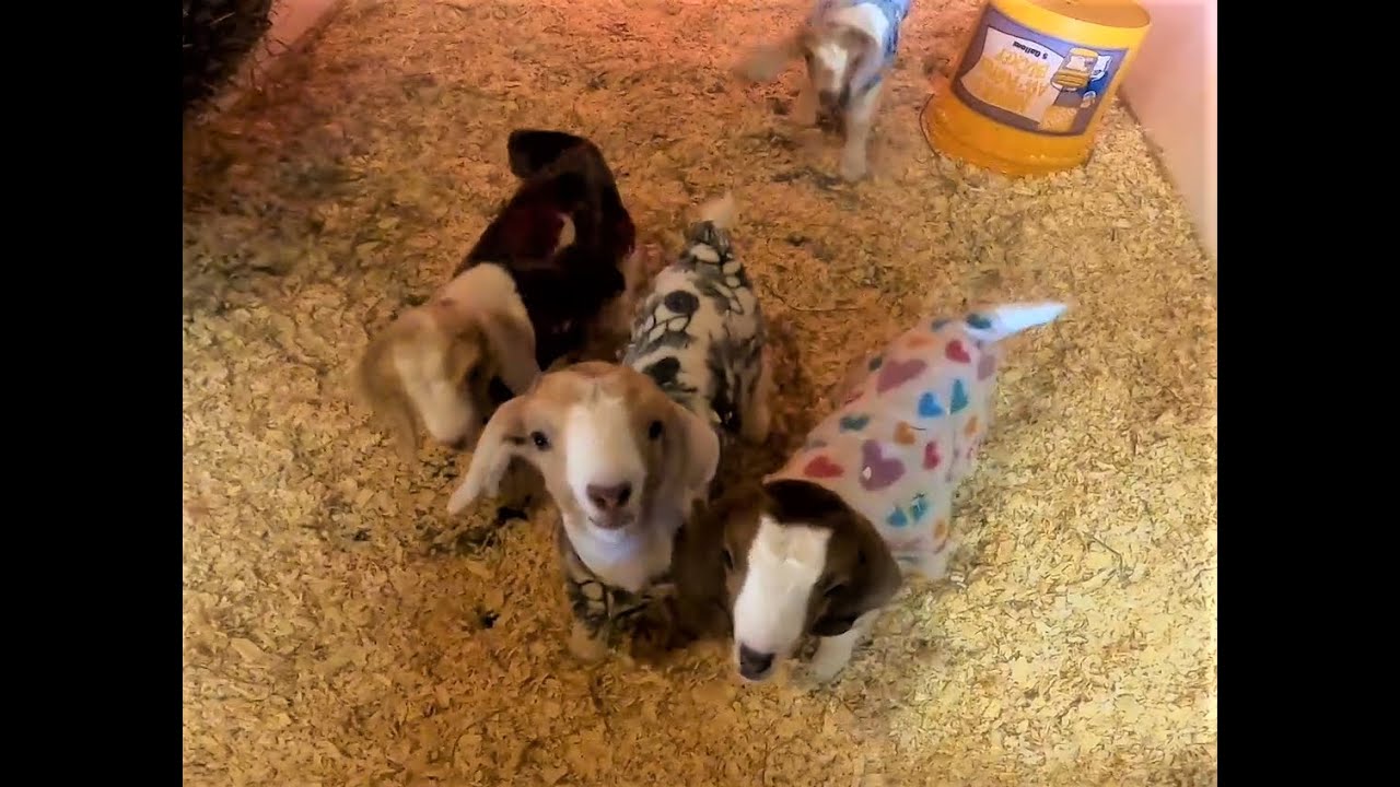 Visiting a goat farm to get a new goat Ginger to the farm