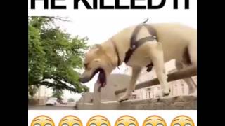 Harika Izleyin Köpek Şov... D