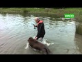 Newfies in Water Training Newfies in Water Training