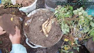 Panen Ubi Jalar Setelah Berumur Empat Bulan Berkebun Di Balkon