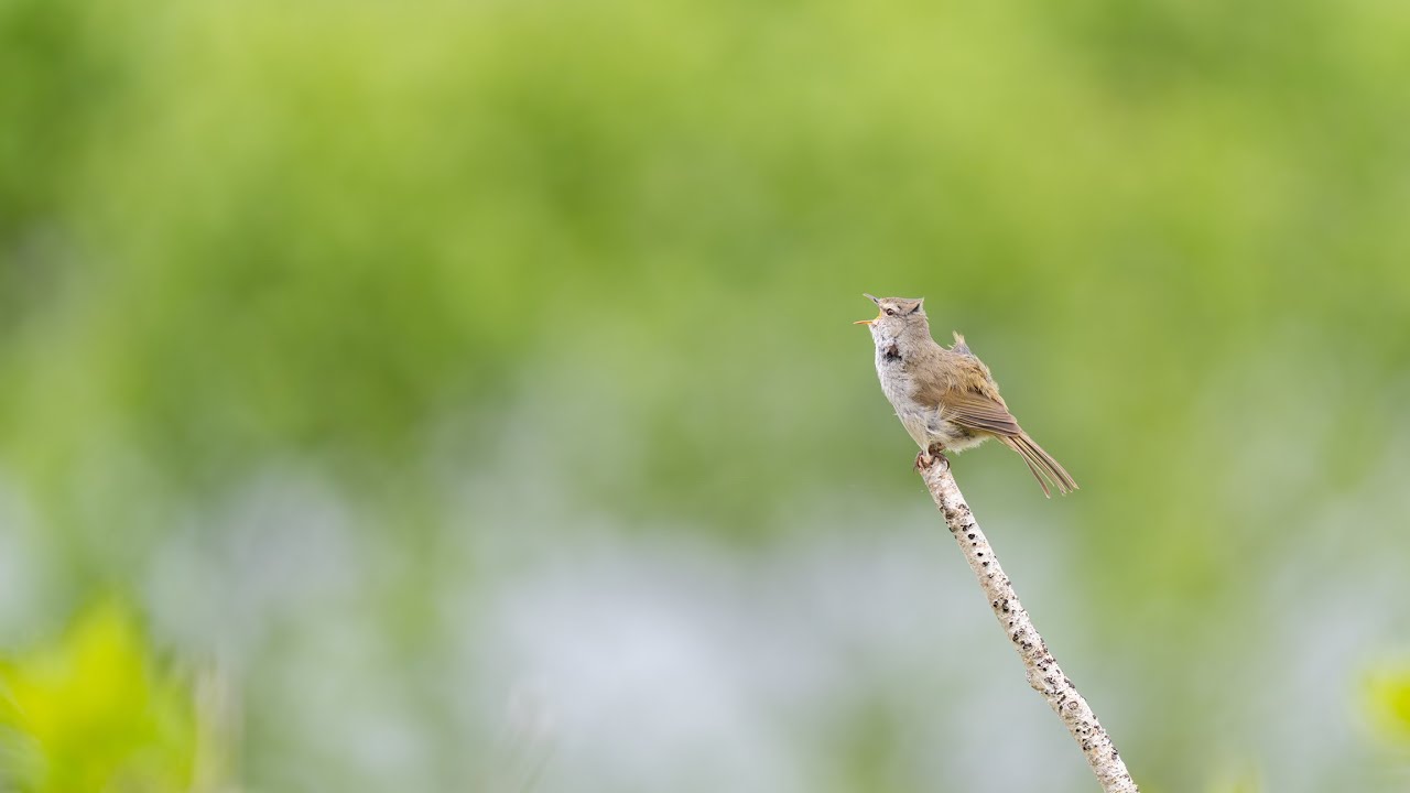 美しすぎる場所でウグイス囀り耐久4分間 - YouTube