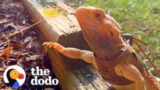 Bearded Dragon Acts Like A Puppy And Begs Mom To Go On Walks With Him | The Dodo