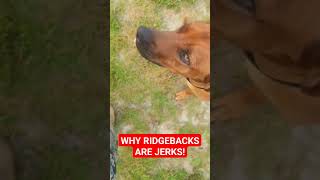 Typical Ridgeback Move #rhodesianridgeback