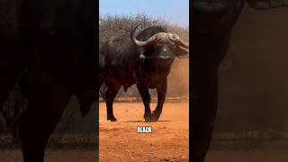 3 Animals Humans Can Never Domesticate