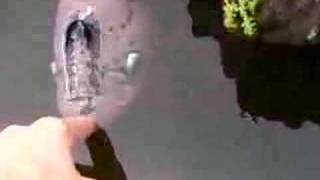 Another Piranha ATTACKS!