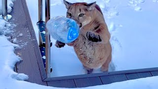 Puma Messi brought a toy to the pool to play with! Messi asks Sasha to praise him!