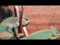 Охота на сверчка / Йеменский хамелеон