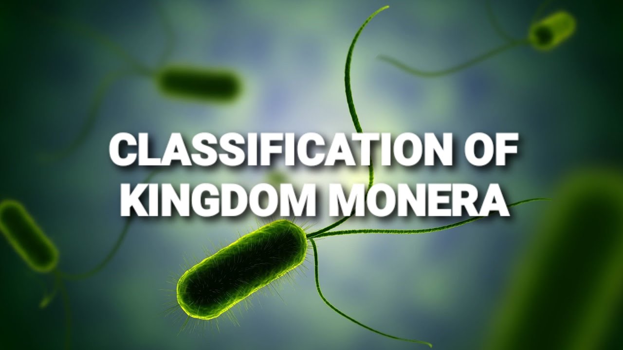 Classification of kingdom Monera || class 11th || NEET || #shorts #medical  #neet #youtubeshorts - YouTube