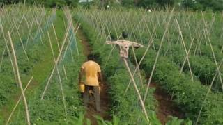 Tomato cultivation with staking system by young farmer from warangal