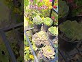 #viral #exploremore #foryou @PlantsVsZombies @DrPlants @theplantslant2431
