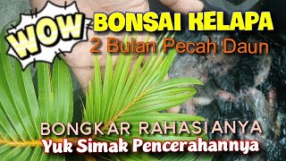 Terbukti pecah daun dan kerdil Bonsai Kelapa hasil Program 2 bulan screenshot 4