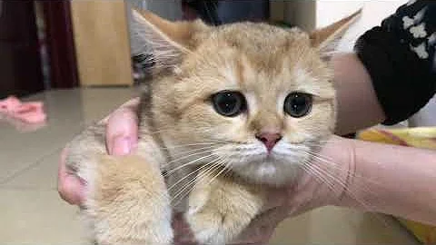 Video 11415361: british shorthair golden cat, british shorthair cat love, funny cat