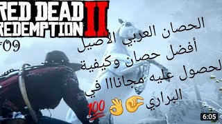 مجانا مكان وجود أفضل حصان عربي أصيل في Red Dead Redemption 2