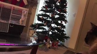 КотоЖизнь пошла на котоПерекосКрыс =^..^= СИАМСКИЕ КОШКИ КотоЖизнь пошла на котоПерекосКрыс =^..^= СИАМСКИЕ КОШКИ