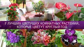 7 комнатных растений. Цветущих круглый год