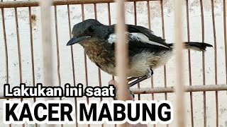 Cara Merawat KACER saat MABUNG !!