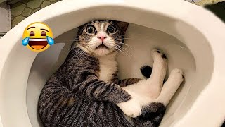 Funniest Animals 😄 Best Funny Dogs and Cats Compilation 2024