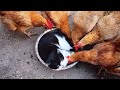The Unlikely Friendship of Cat and Animals Best Video 2024
