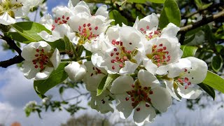 В мае груша зацвела! Вот какая красота! In May, the pear blossomed! That&#39;s what a beauty!