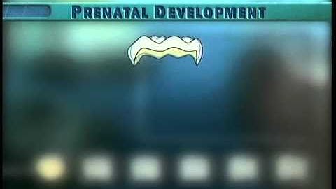 Clip 5: Formation of Mandibular Molar