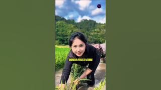 Resilient Women of Rural China