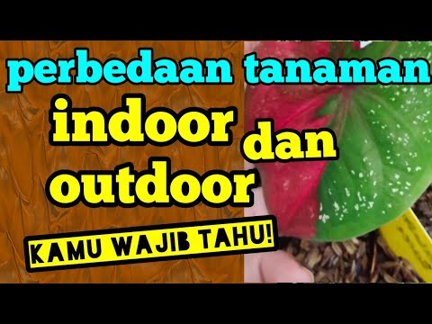 Video: Apakah anggrek termasuk tanaman indoor?