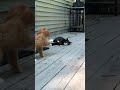 Energetic puppy wants to play with her big  brother 