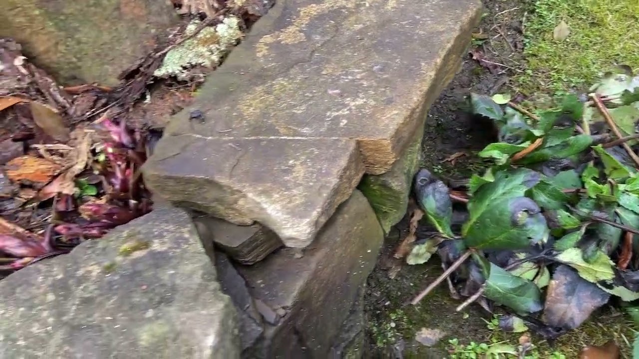 Cięcie liści Ciemierników pod koniec lutego