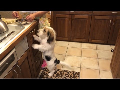 ご飯が待ちきれなくてイライラしちゃったプチバセの子犬