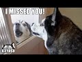 Husky Surprised His Best Friend STAYS For Dinner!