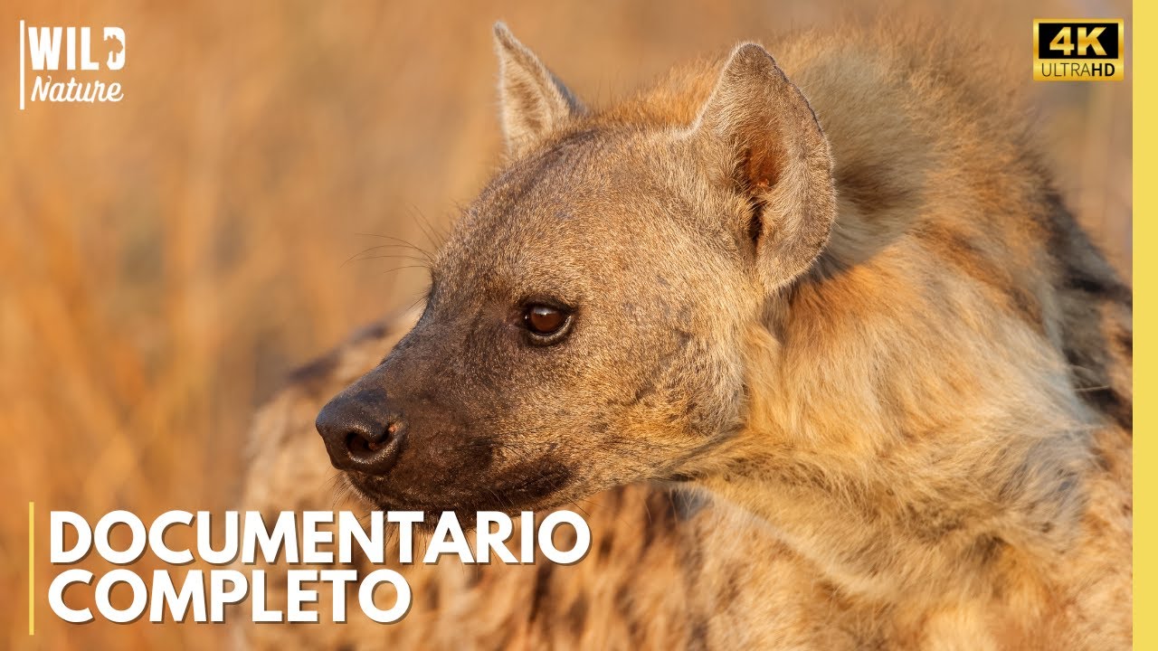 IENE MACCHIATE – Le Cacciatrici Più Temute dell’Africa Selvaggia | Documentario Animale