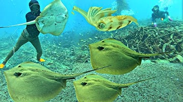 Phát Hiện Kinh Hoàng Gần 20 Năm Làm Nghề Mới Gặp Được Ổ Cá Đuối Hơn 40kg | P 688