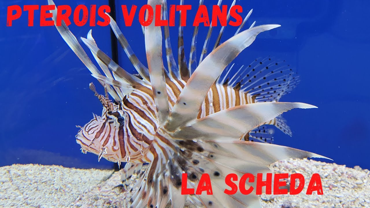 PTEROIS VOLITANS - La scheda sul pesce scorpione - YouTube