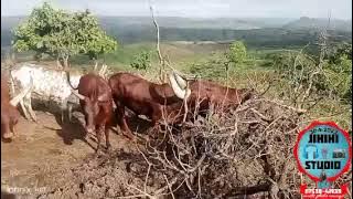 NDAMA JIGUSHILAGA April 30, 2023