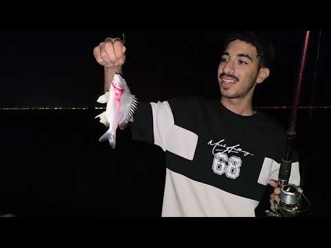 حداق دانة الرامس نوع السمكة عريضي