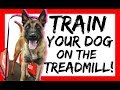 How to teach your dog to walk on the treadmill - dog treadmill training w/ Americas Canine Educator