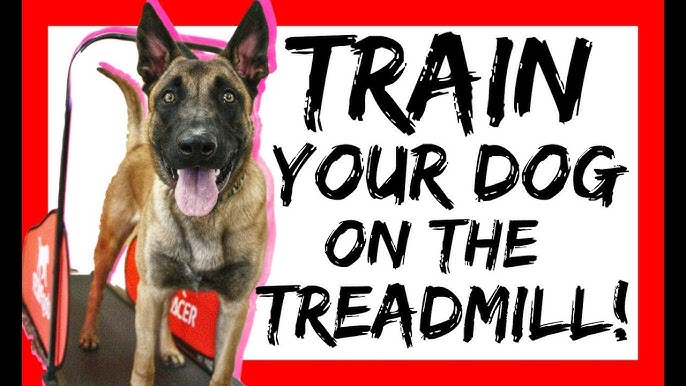 Petsite Pet Treadmill Indoor Exercise For Dogs Pet Exercise