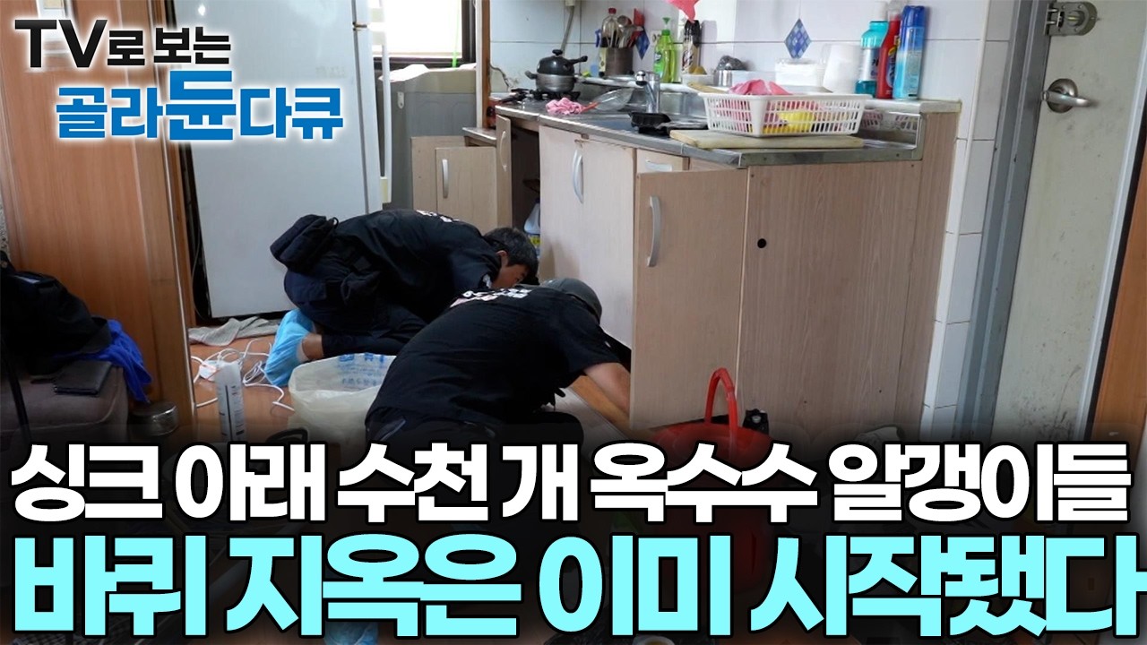 날 따뜻해지니 집안을 당당히 활보하고 다닌다, 한참을 방치된 집 안에서 방심하던 바퀴벌레 한방에 박멸한 작업자들｜극한직업｜#골라듄다큐
