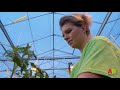 AB Werkt Instructional Video | Breeding Tomatoes | English