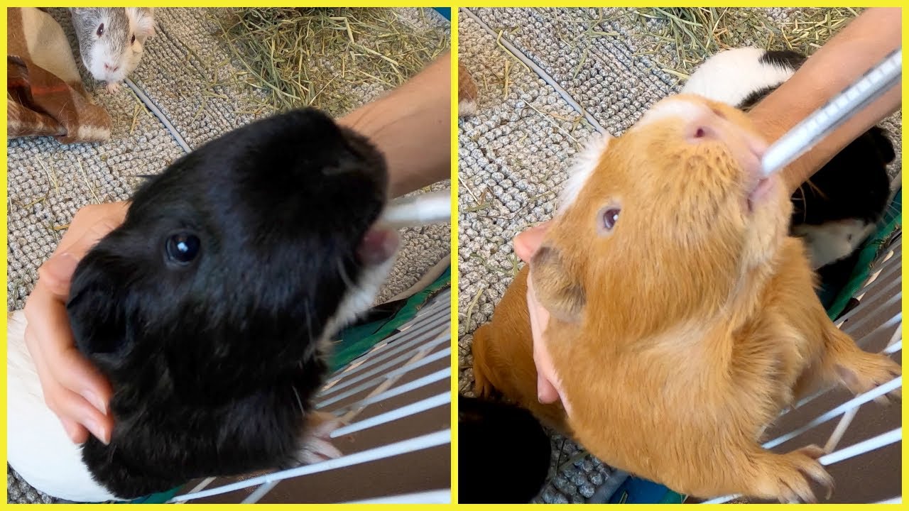 How not to tell if your guinea pig loves you YouTube