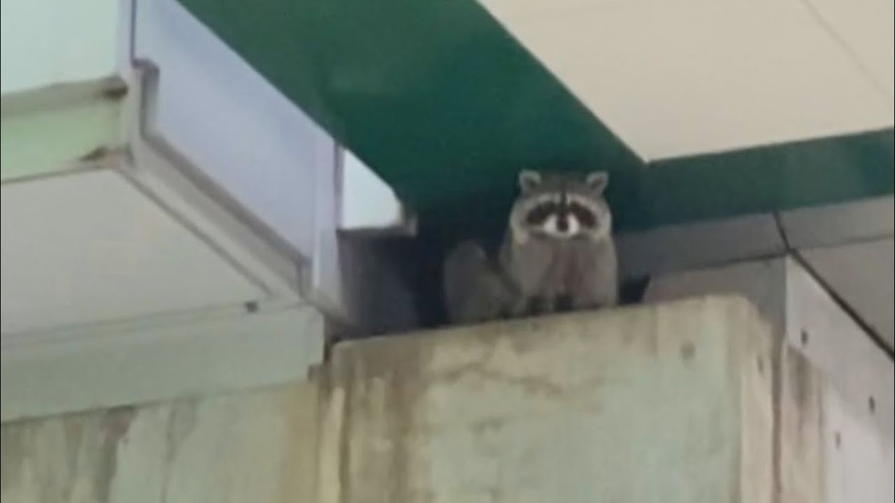 人工島に野生アライグマ どこから 住民も驚き 六甲アイランド Youtube